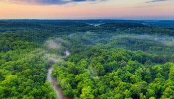 Los bosques del mundo perdieron más de 400 millones de hectáreas entre 1990 y 2020