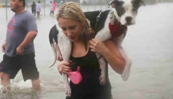 ¿Cómo cuidar a tu perro o gato durante un huracán?