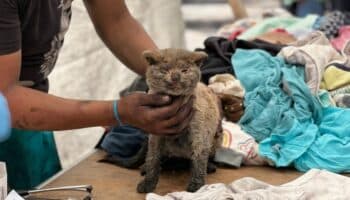 Conoce a 'Mazapán', el gatito que sobrevivió al incendio en Ciudad Lago | Fotos
