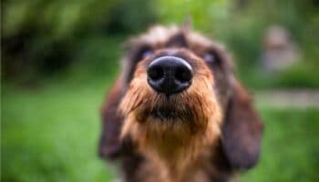 Los perros se vuelven más negativos al oler el estrés humano, según un estudio