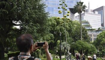 Un agave mexicano que florece una vez al siglo abrió sus flores en un parque de Tokio