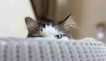 ¿Por qué mi gato me despierta en la madrugada?