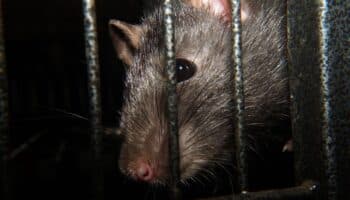 Ratas de rescate podrían localizar sobrevivientes tras sismos