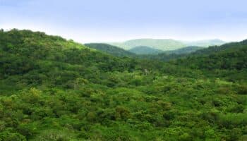 Semarnat y Greenpeace dialogan sobre conservación de la Selva Maya tras protesta