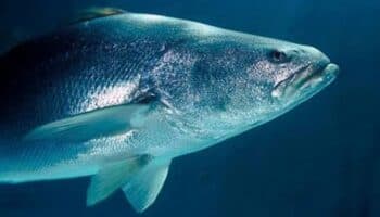 De la piscifactoría al mar: la regeneración de la totoaba, el pez 'tesoro' de México