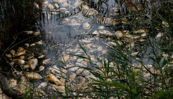 Alarma ecológica: Reportan muertes masivas de peces en el río Óder