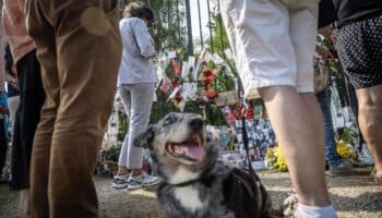 Alain Delon pidió que su perro fuera sacrificado y que lo acompañara en su tumba
