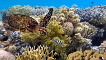 Gran Barrera de coral australiana corre peligro por altas temperaturas de los océanos: Estudio