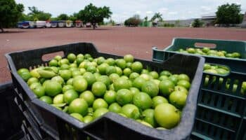 Aristegui en Vivo: Limoneros a paro indefinido; jueces amenazan también con paro; exagente de la DEA habla sobre detención de 'El Mayo' (14/08/2024)