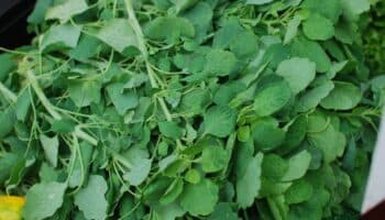 ¿Qué es el pápalo y para qué sirve?