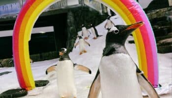 Video | Sphen, el famoso pingüino gay australiano, murió a los 11 años