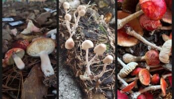 “Conocemos menos del 5 por ciento de los hongos que prosperan en México”