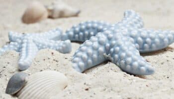 Descubren cómo las estrellas de mar se quedan sin brazos para escapar de los depredadores