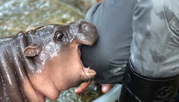 Moon Deng, la bebé hipopótamo cumple 3 meses