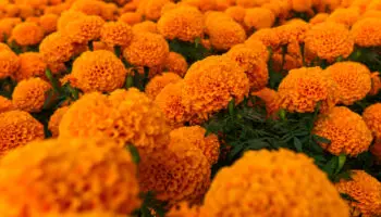 ¿Qué enfermedades cura la flor de cempasúchil?