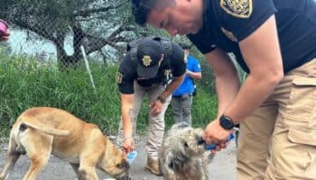 CDMX: Policías llevaron alimento a más de 100 perros y gatos afectados por lluvias