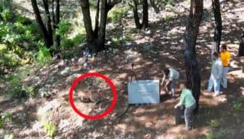 Puma rescatado en departamento regresa a la naturaleza en Jalisco