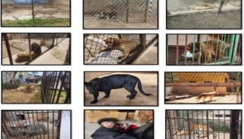 Detienen a 40 supuestos operadores del Cártel de Sinaloa; les aseguran 27 animales salvajes