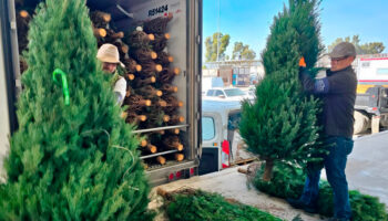 ¿Comprarás árbol de Navidad natural? Esto te interesa