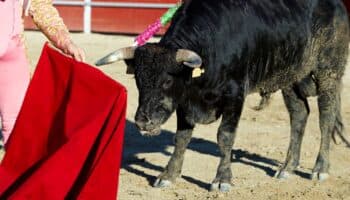 ¿Qué opina Sheinbaum de prohibir la tauromaquia en CDMX?