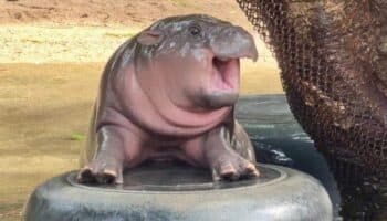 ¿Trump o Kamala? Esto predice la bebé hipopótamo Moo Deng | Video