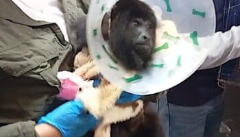 Denuncia amputación negligente de manos a mono saraguato; señalan a CFE