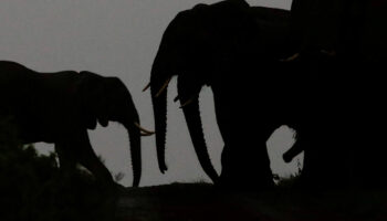 El Niño ha provocado la muerte de 128 elefantes desde agosto