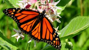 El cambio climático amenaza el hábitat y la migración de las mariposa monarca
