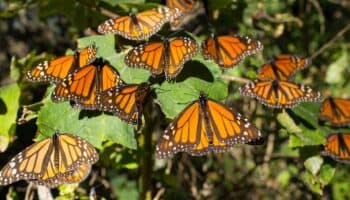 Profepa denuncia en FGR tala ilegal en zona de la Mariposa Monarca