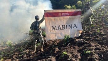 Nayarit | Desmantelan plantíos de marihuana con un valor de 254 mdp
