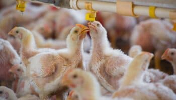 Gripe aviar avanza en Europa; granjas se apresuran a confinar las aves de corral