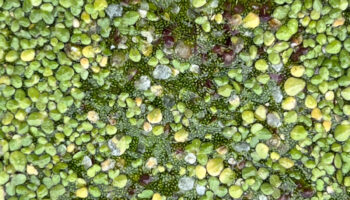 Hojuelas de agua, la planta con flores más pequeña del mundo vive en México | Artículo de Carlos Galindo