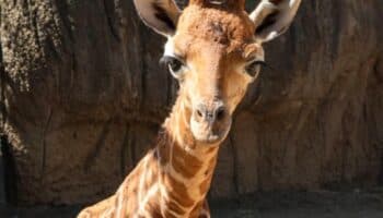 ¡No estaba desaparecida! Esto fue lo que sucedió con la jirafa del Zoológico de Sinaloa