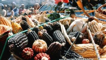 Sheinbaum confía en que Congreso prohibirá siembra de maíz transgénico