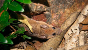 ¿Primera y última foto del ratón de las Islas Marías? | Artículo de Carlos Galindo