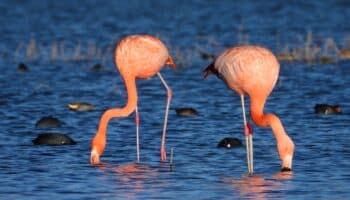 ¿Flamencos chilenos en León, Guanajuato? | Artículo de Carlos Galindo Leal