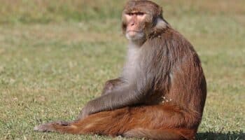 ¿El Planeta de los Simios? Capturan 43 monos que escaparon de centro de investigación