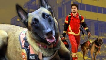 Muere 'Rex', perro rescatista que salvó vidas el 19S