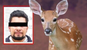 Sentencian a hombre que utilizó perros para matar a 32 venados en Puebla