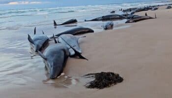 Por qué más de 150 ballenas murieron o serán sacrificadas en Australia