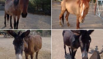 Burrolandia, santuario de equinos, denuncia robo de caballos y burros