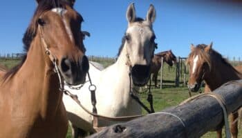 Científicos logran nacimiento de primeros caballos genéticamente editados del mundo