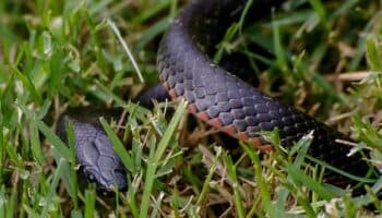 Encuentran un centenar de serpientes negras en el patio trasero de una casa en Australia