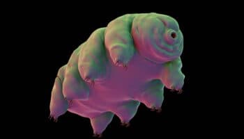 Descubren que un organismo microscópico podría protegernos contra la radiación