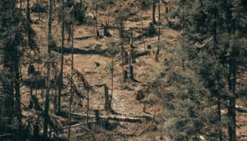 Bosques del futuro | El rezago tecnológico cuesta caro a los bosques mexicanos