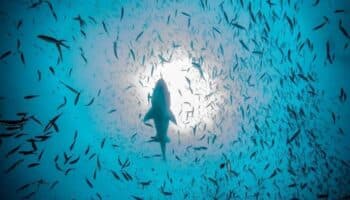 Gasoductos amenazan al 'Acuario del Mundo'