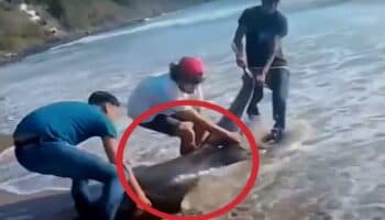 Rescate de delfín en Chacala termina en tragedia horas después