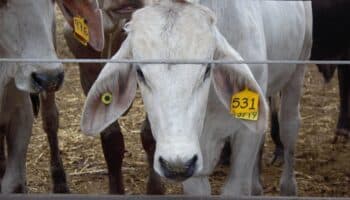 Exportaciones de carne de res bajan 2% en una semana tras veto de Estados Unidos