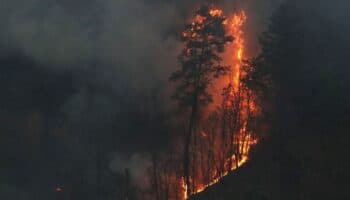 Incendios en Tepoztlán, ecocidio e infierno que no veíamos venir: Guardabosques