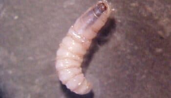 Detectan dos nuevos casos de miasis humana por gusano barrenador en Chiapas